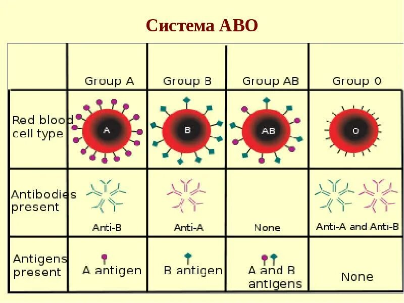 Антигены АВО. Система ab0 группы крови. Антигены системы АВО. Антигены системы АВО таблица. P ab 0