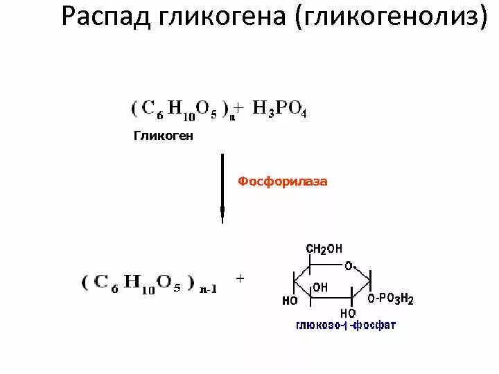 Распад гликогена в печени. Распад гликогена фосфорилаза. Распад гликогена реакции. Распад гликогена формулы. Распад гликогена (гликогенолиз).