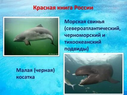 Морская красная книга