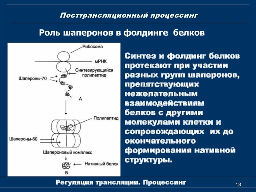 Сущность синтеза. Посттрансляционные модификации белков. Фолдинг белков.. Процессинг белков биохимия. Посттрансляционные модификации белков биохимия. Процессинг белка биохимия.