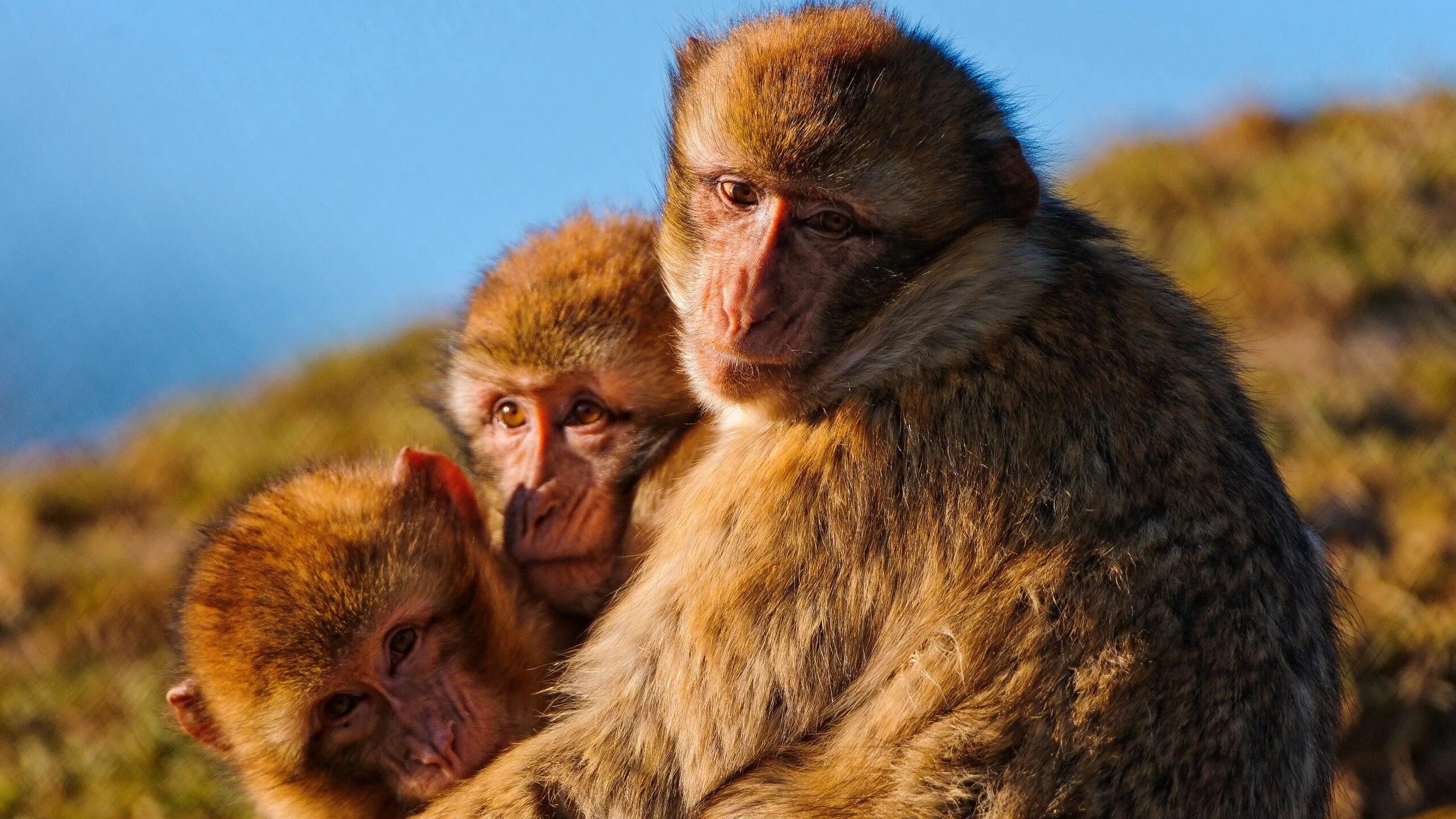 Короткохвостые обезьяны. Обезьяна. Семья обезьян. Фото обезьяны. Макаки в природе.