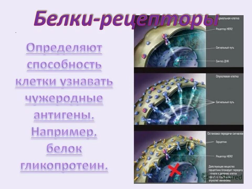 рецепторная функция белка. рецепторные белки примеры белков. рецепторная функция белков примеры. рецепторные белки примеры. белки рецепторы примеры.