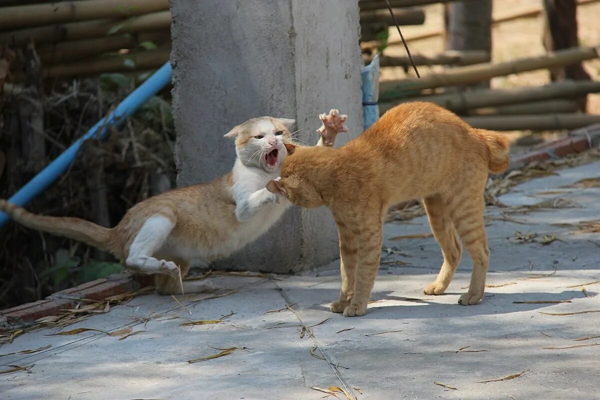 Почему кот набрасывается. Кот атакует. кошка нападает. коты атакуют. котенок нападает.