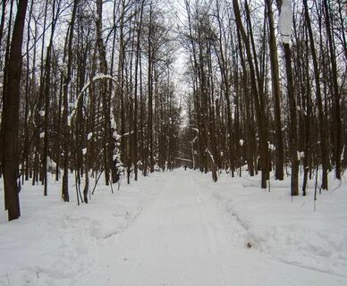 Казан лес