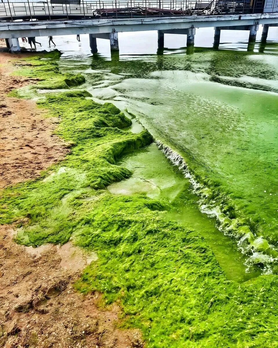 Водоросли в анапе. Камка в Анапе. Водоросль камка в Анапе. Зеленые водоросли Анапа. Черное море цветет Анапа.