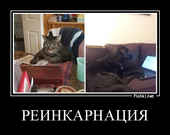 Реинкарнация картина. Реинкарнация самого ненавистного и. Реинкарнация самого ненавистного и. Реинкарнация. Реинкарнация в философии древней индии.