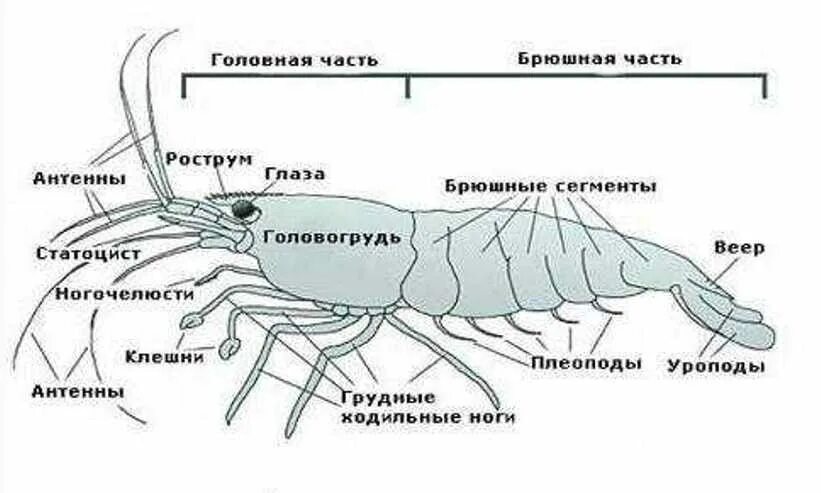 Пищевод креветки. Строение креветки головогрудь. Строение креветки схема. Строение конечностей креветки. Строение королевской креветки внутреннее.