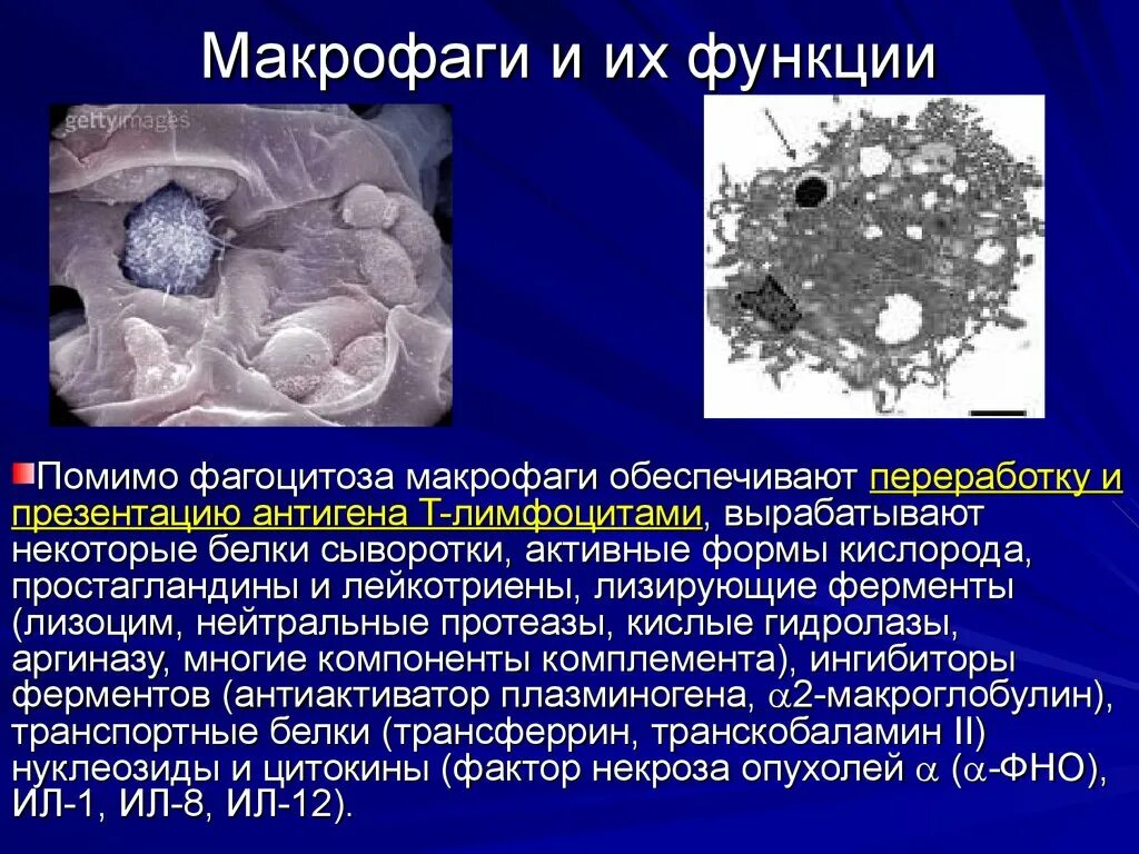 Макрофаги строение и функции. Строение макрофагов иммунология. Фагоцитоз микрофаги и макрофаги. Макрофаги структура. Макрофаги количество