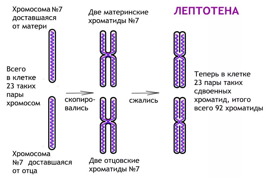 Строение хромосомы хроматиды. Строение хроматиды. Строение однохроматидные хромосомы. Схема хромосом и хроматид. Удвоение генов в хромосоме