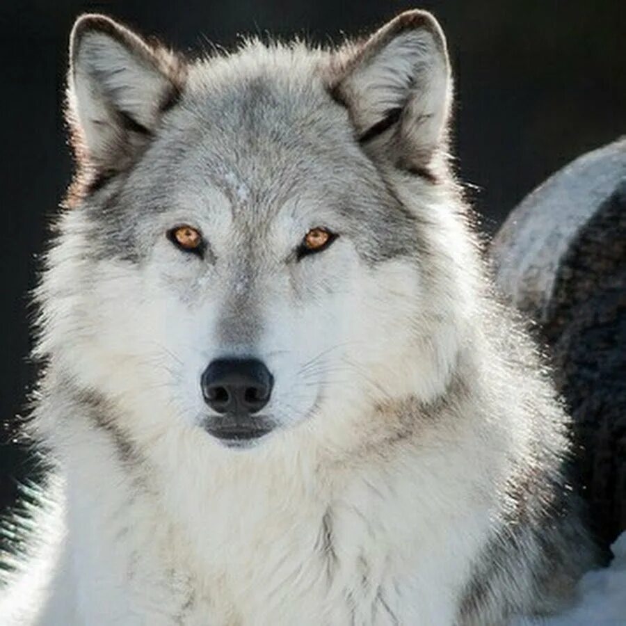 Альфа самка волчица. Волк. Wolves kit. Wolf alfa. Wolf alfa.