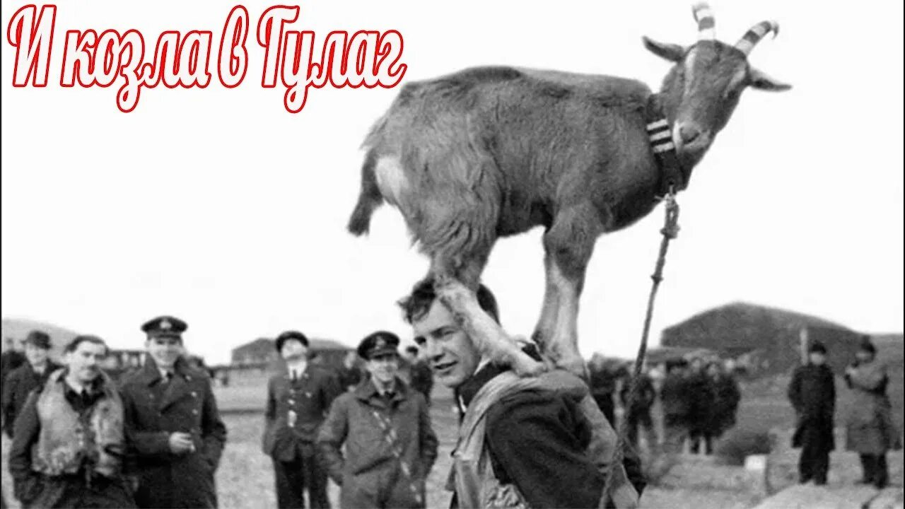 Хейвуд харри живопись повозки карета. Упряжь для козла. Лошади в живописи 19 века. Слуга на козлах. Слуга на козлах.
