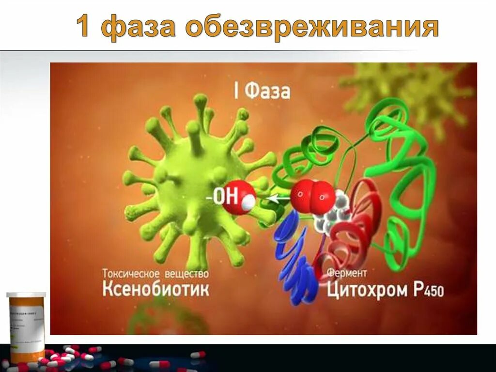 Ферменты, метаболизирующие ксенобиотики. Ферменты детоксикации. Ксенобиотики - чужеродные вещества. Фазы обезвреживания в печени. В печени обезвреживаются вещества