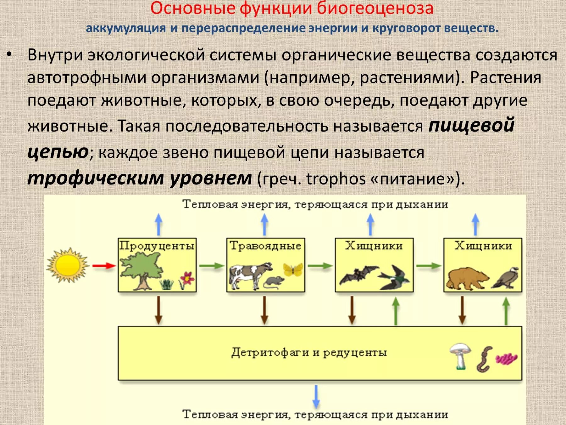 Описание роли в экосистеме. Функционирование экосистем. Функции экосистемы. Основные функции экосистемы. Функционирование биогеоценоза.