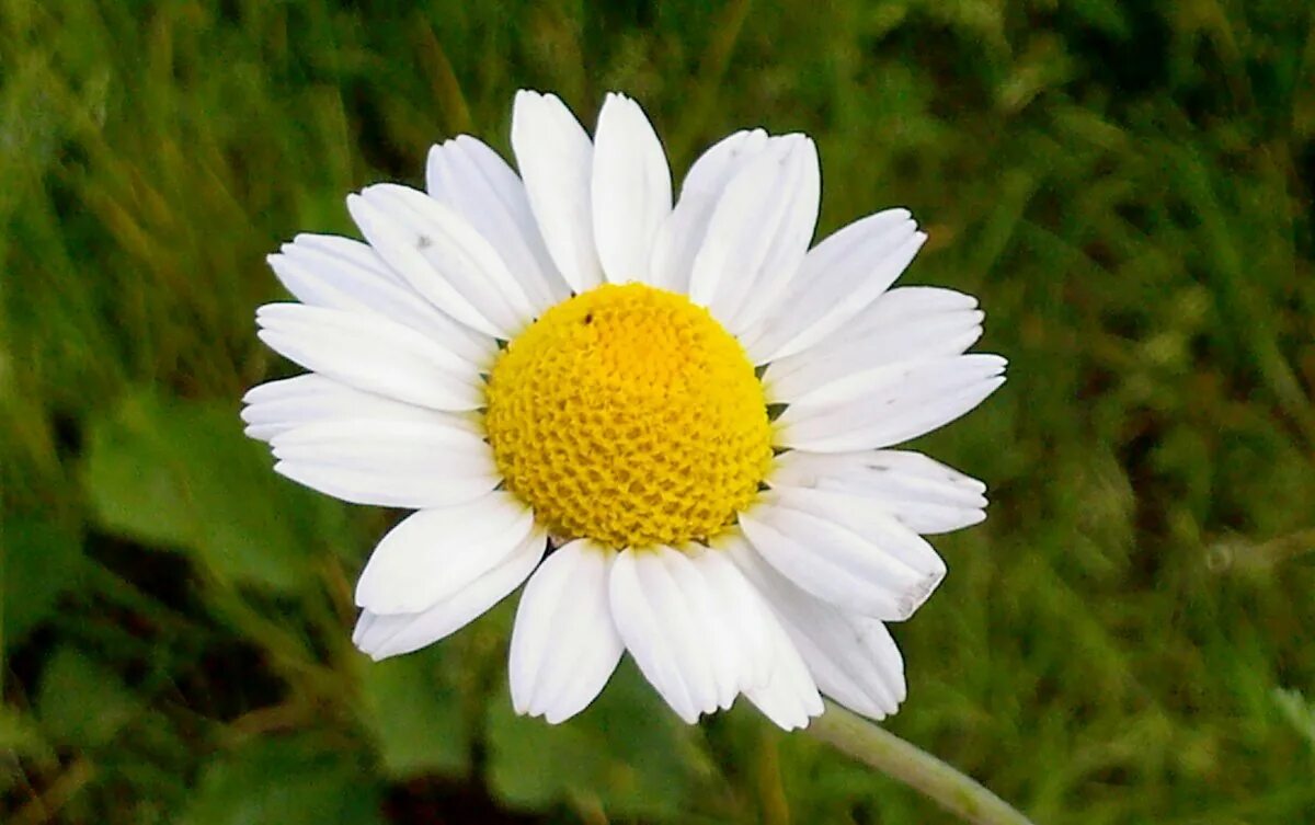 ой ромашка белый цвет