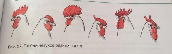 Замерзший петух. Форма гребня у петуха. гребни петухов. гребни петухов разных пород. гребешки у петухов разных пород.