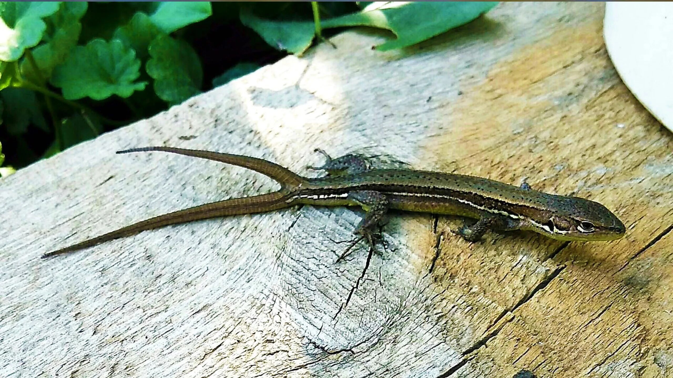 Прыткая ящерица отбрасывает хвост. Линька ящерицы. Прыткая ящерица хвост. Прыткая ящерица хвост. Как ящерица отбрасывает.