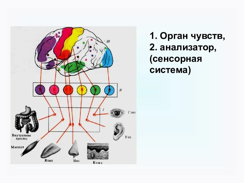 Уровни сенсорных систем. Сенсорная система анализатора человека. Строение сенсорных систем анализаторов. Общий план строения сенсорных систем физиология. Строение сенсорной системы.