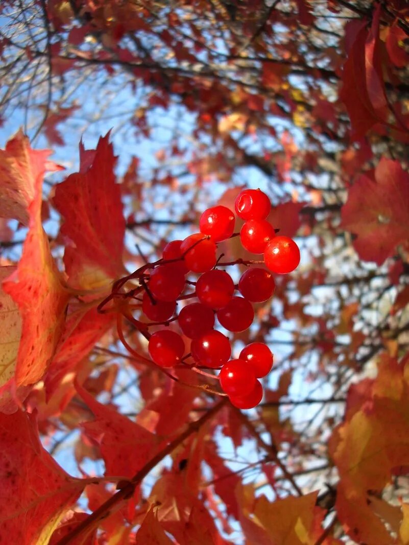 Стих есть в светлости осенних вечеров тютчев. Прелестница осень. Есть в прелести осенних. Есть в светлости весенних вечеров умильная, таинственная прелесть. Есть в светлости осенних вечеров умильная.