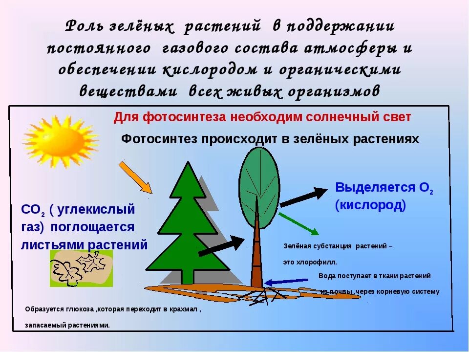 Жизнь растений в 6. Роль зеленых растений. Роль растений в природе. Зеленые растения фотосинтез. Значение фотосинтеза.