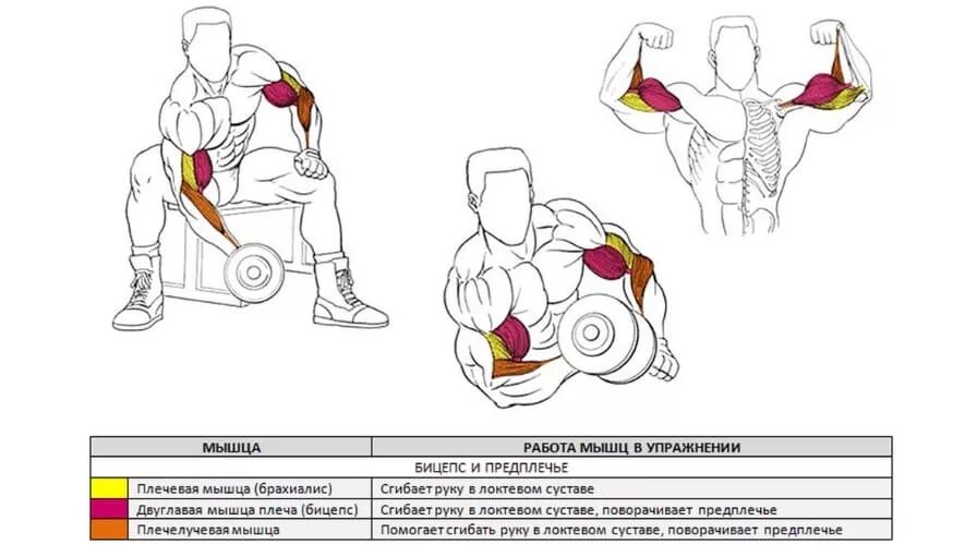 Качать руки отзывы. Концентрированные подъёмы на бицепс с гантелями. Схема прокачки бицепса гантелями. Концентрированные подъемы на бицепс с гантелью. Концентрированные сгибания рук с гантелями.