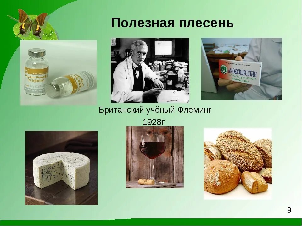 Какой вред наносят плесневые. Полезная плесень. Полезные плесневые грибы для человека. Плесневые грибы польза для человека. Продукты с полезной плесенью.