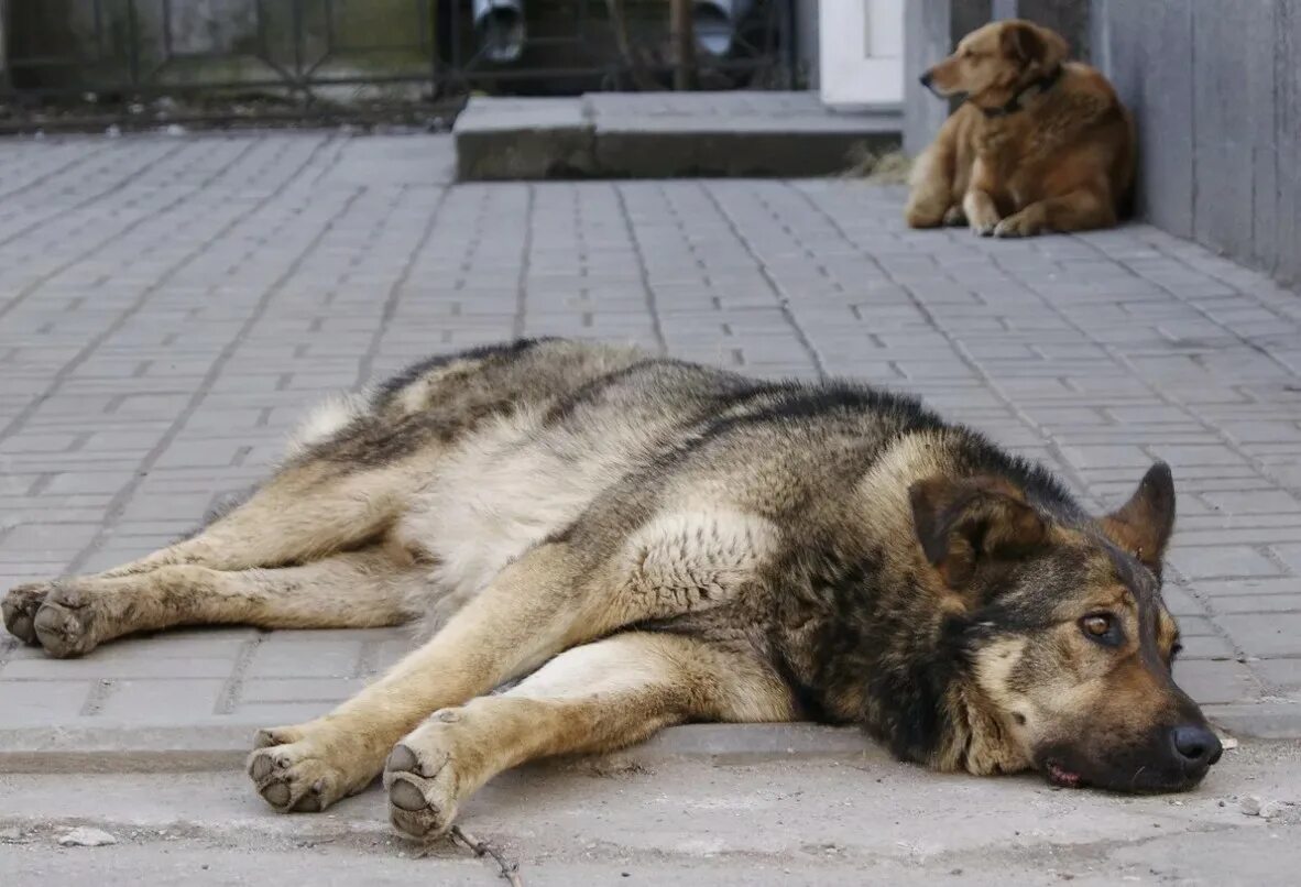 стая дворняг. безнадзорные собаки. брошенные животные. бродячих собак 4. бродячие собаки.