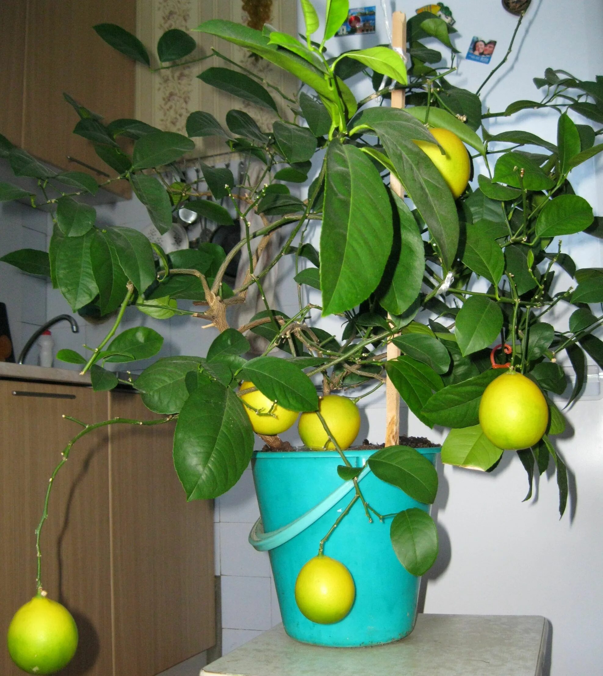 Сколько домашний лимон. Лимонное дерево. Лимонное дерево комнатное растение. Лимон домашний. Комнатный лимон.