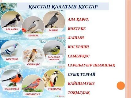 Орыс брюнеткасы айналып өтті