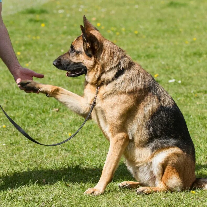 Обидиенс с немецкой овчаркой. Немецкая овчарка черная. Команда псов. Дрессировочная собака. Обидиенс с немецкой овчаркой.