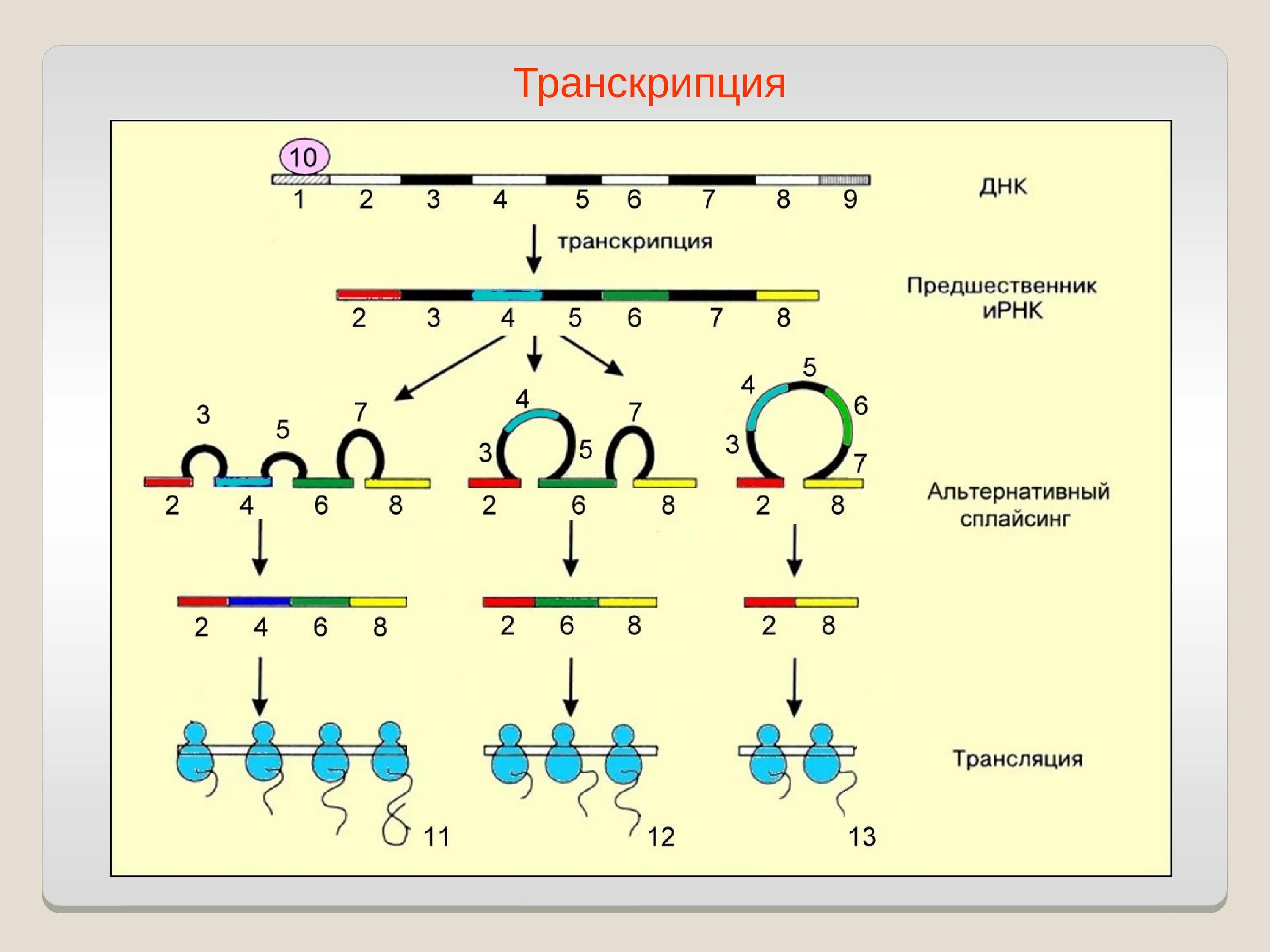 Транскрибируемая днк направление. Транскрипция ДНК. Схема трансляции. Транскрипция биология схема. Транскрибирование ДНК.