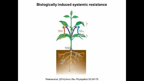Plant resistance