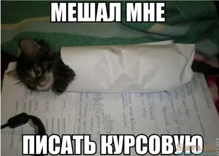 Вам поможет кот