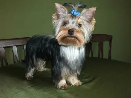 Йорик