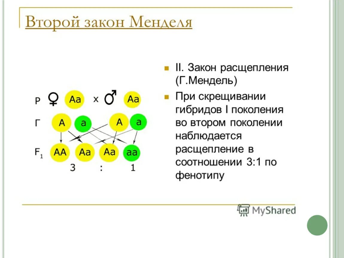 Формула второго закона Менделя. Второй закон Менделя схема скрещивания. 2 Закон Менделя расщепление. Иллюстрация второго закона Менделя.