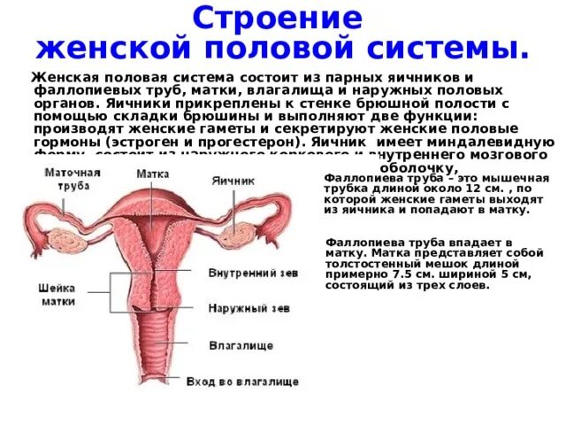 Женские половые органы трубы. Женская половая система анатомия. Анатомическое строение и функции наружных женских половых органов. Строение внутренних органов женской половой системы. Строение женских половых органов анатомия.