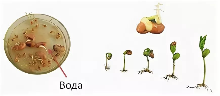 Набухание семян при прорастании