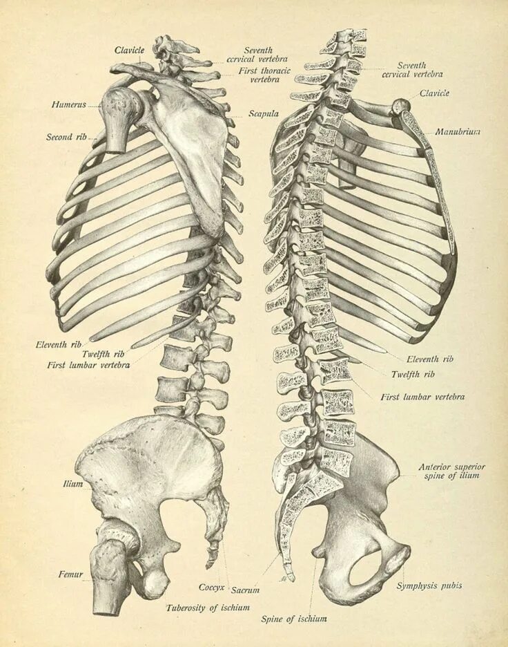 Anatomy ships