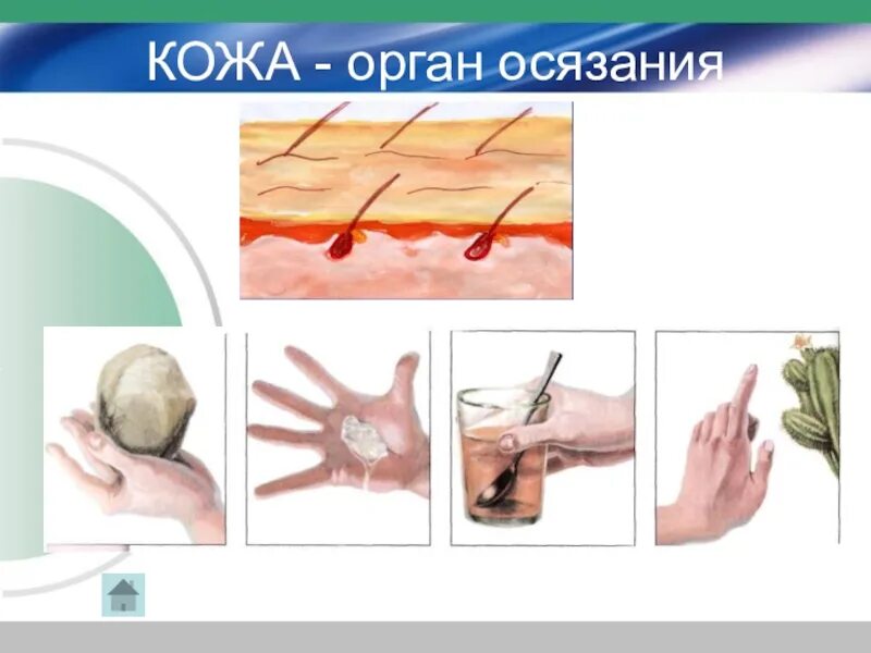 Кожа орган осязания. Кожа орган осязания 3 класс окружающий мир. Кожа орган по окружающему миру. Кожа как орган чувств.