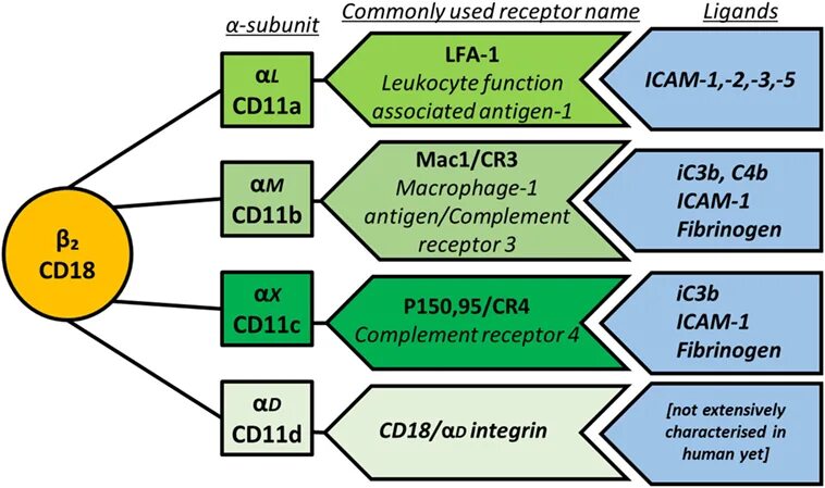 Cd18 иммунология. Cd11c антиген. Cd11. Строение cd18.