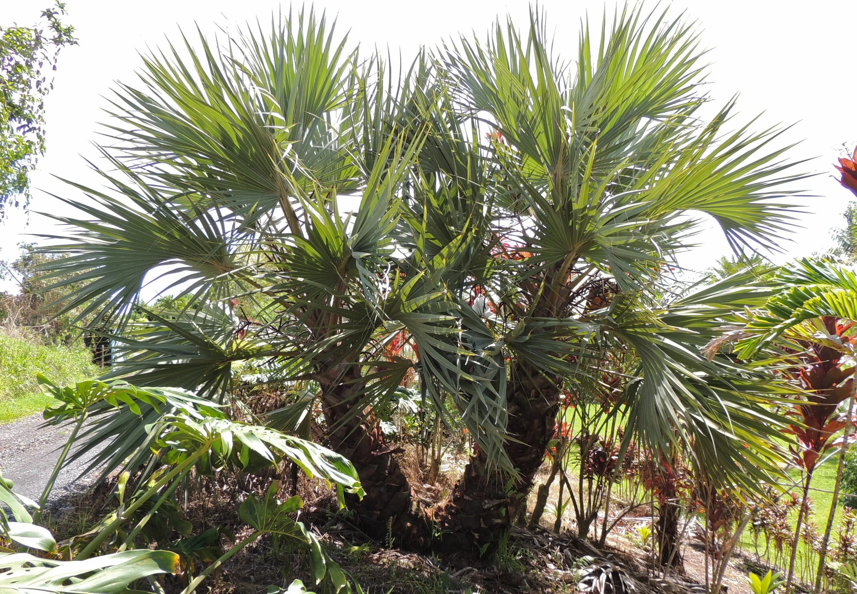 В какой природной зоне растет пальма. Гиффена Пальма. Hyphaene thebaica. Пальма дум в саванне. Веерная Пальма дум.
