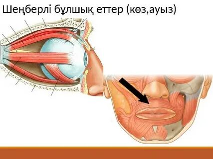 Табиғаттағы жеке ресейлік порно