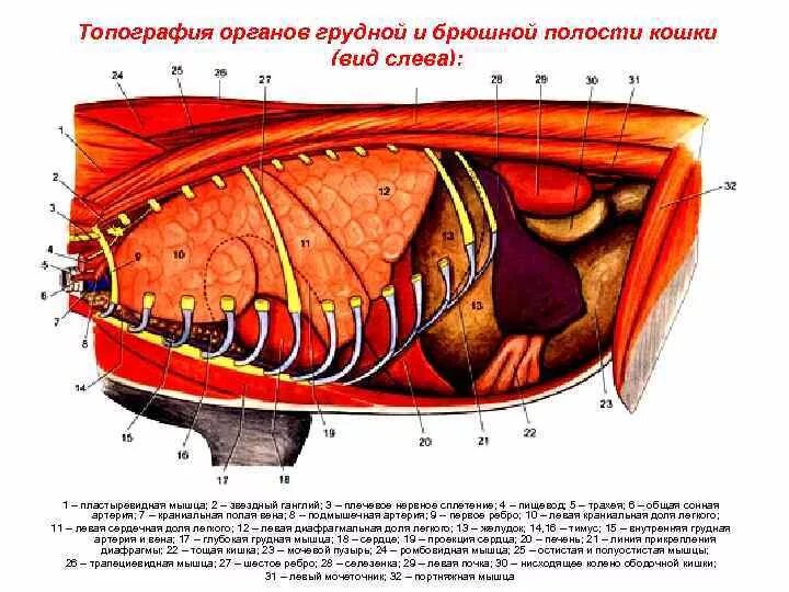 Топография органов грудной полости коровы. Брюшная полость анатомия строение внутренних органов. Строение внутренних органов кошки брюшная полость. Анатомия брюшной полости котенка. Брюшная и грудная полость тела