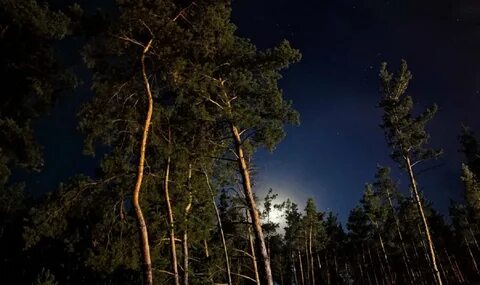 Сосна луна
