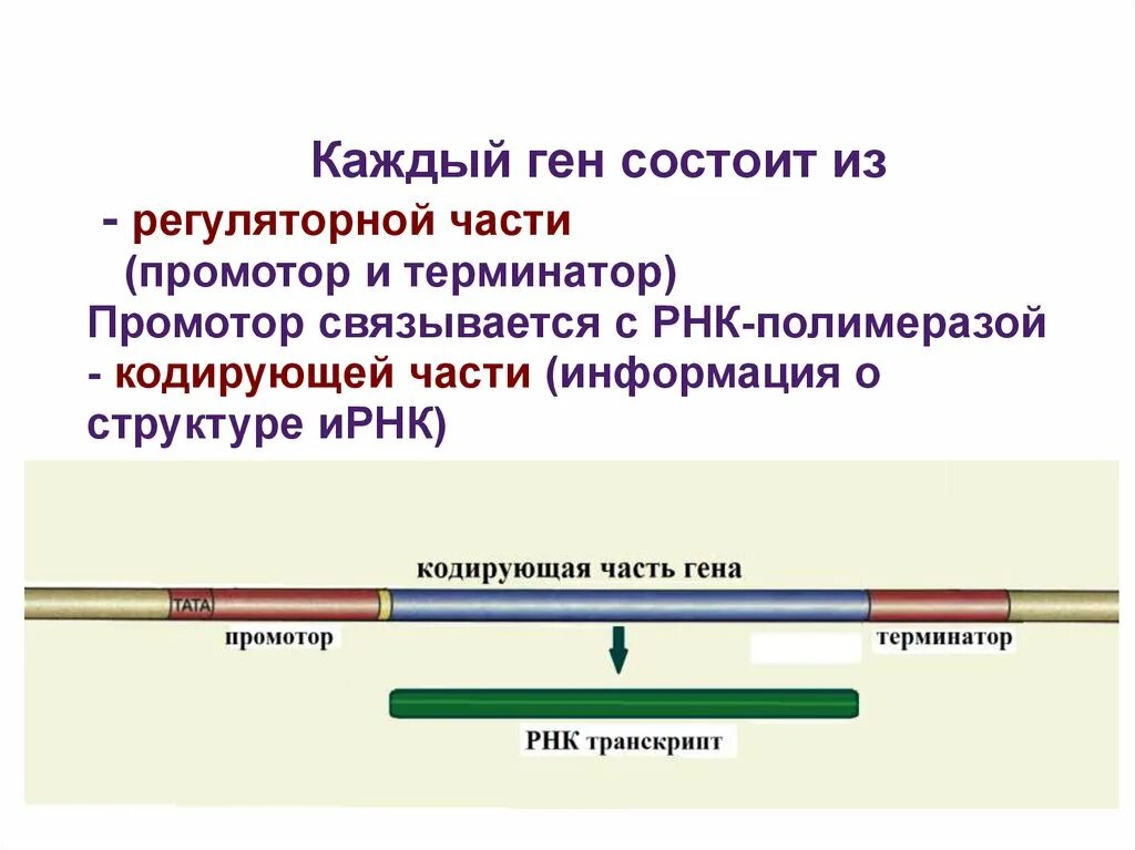 Оперон промотор Терминатор. Промотор Гена. Каждый ген состоит из регуляторной части. Регуляторные гены.