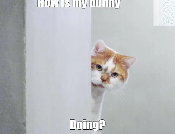 Мем выглядывает. Кот из за угла. Кот выглядывает. Котик выглядывает из стены. Котик выглдываетиз стены.