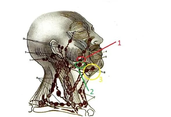 Околоушные лимфоузлы расположение анатомия. Лимфатическая система головы. Лимфатическая система лица анатомия. Лимфоузлы головы и шеи анатомия.