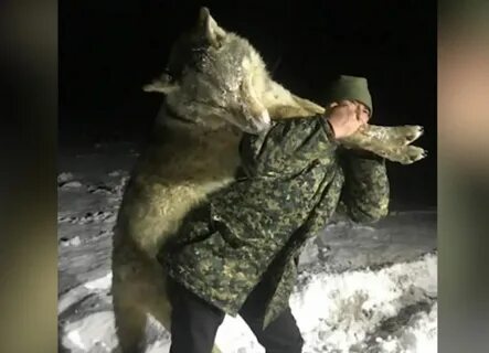 Развеявшись подстреленный