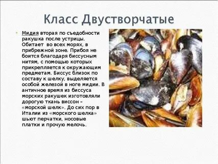 Значение двустворчатых моллюсков в жизни человека