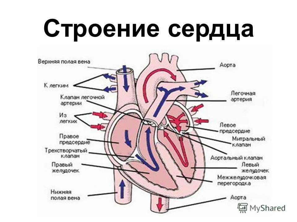 Проверочная работа по теме строение сердца. Схема работы сердца человека. строение сердца человека анатомия. строение человеческого сердца схема. схема внутреннего строения сердца.