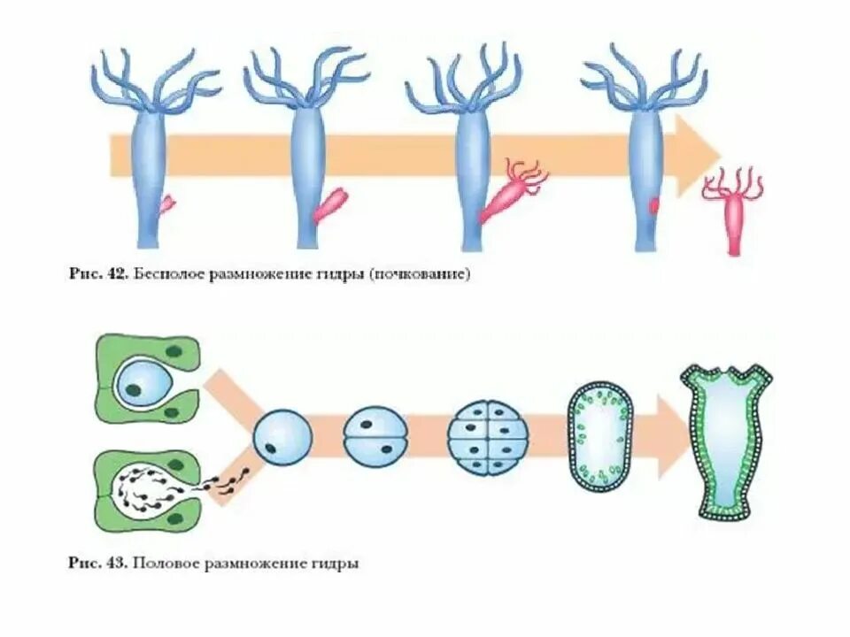 Бесполое размножение гидры пресноводной. Половое и бесполое размножение гидры. Размножение гидры пресноводной. Размножение кишечнополостных схема. Пресноводная гидра размножается